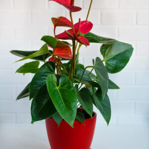 Anthurium Rojo - Planta Duradera de Interior
