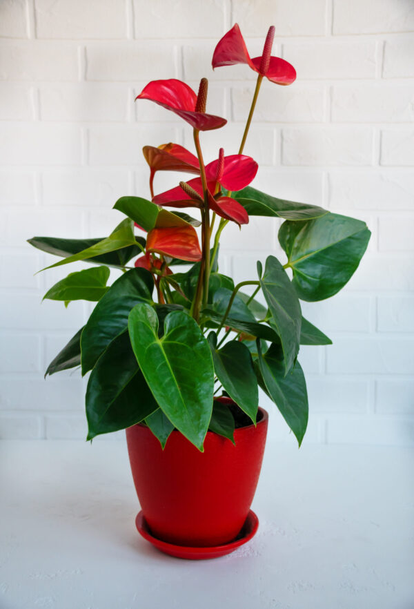 Anthurium Rojo - Planta Duradera de Interior