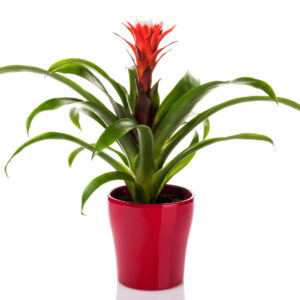 Bromelia, Planta de Interior para Regalar