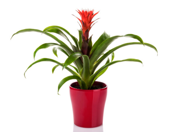 Bromelia, Planta de Interior para Regalar