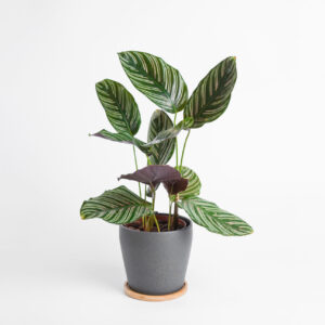 Planta de Interior Calathea Online - Regalar Planta de Interior