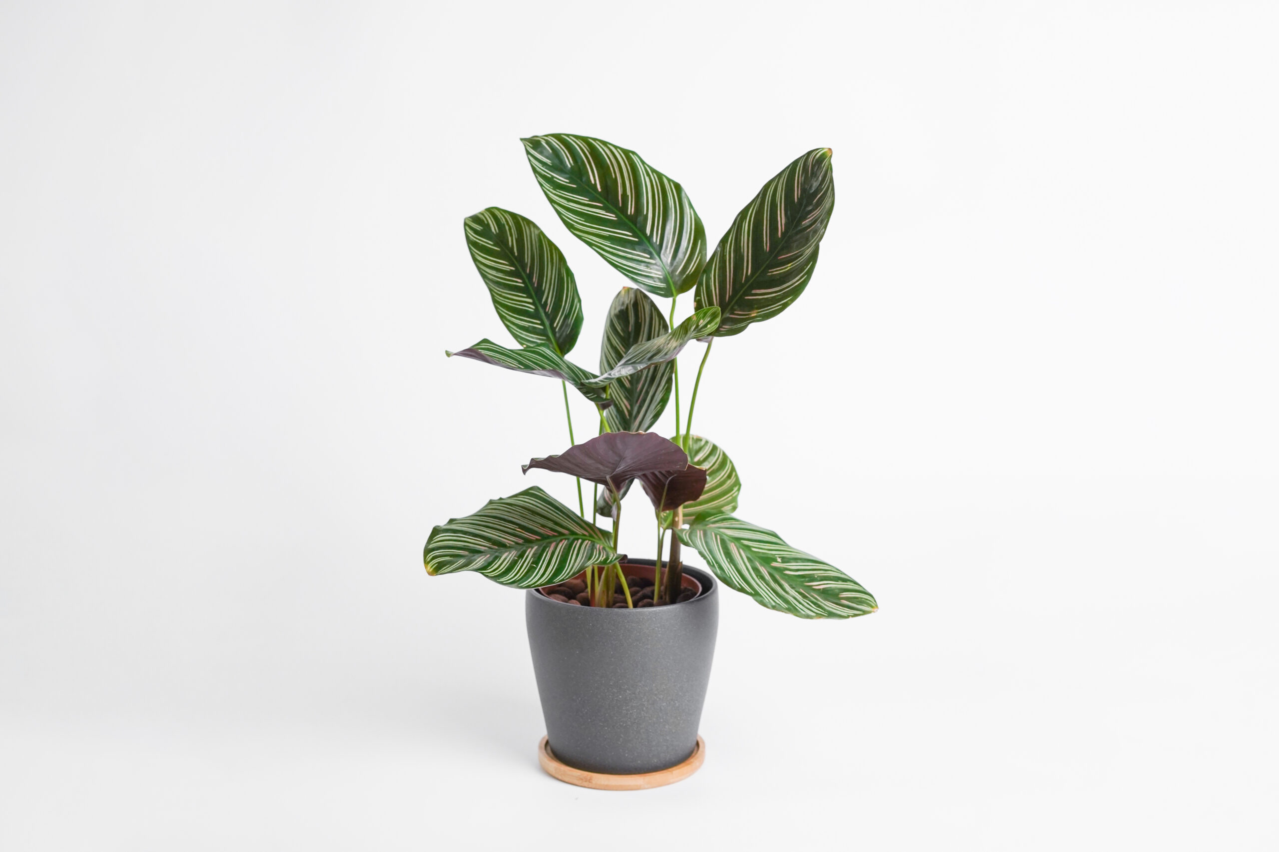 Buy Calathea Online - Send a Plant to Spain | Botanic flora