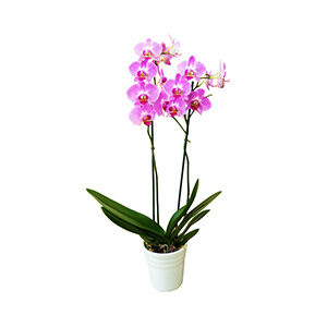 Orquídea de Dos Varas (Rosa) - Planta de Interior Elegante