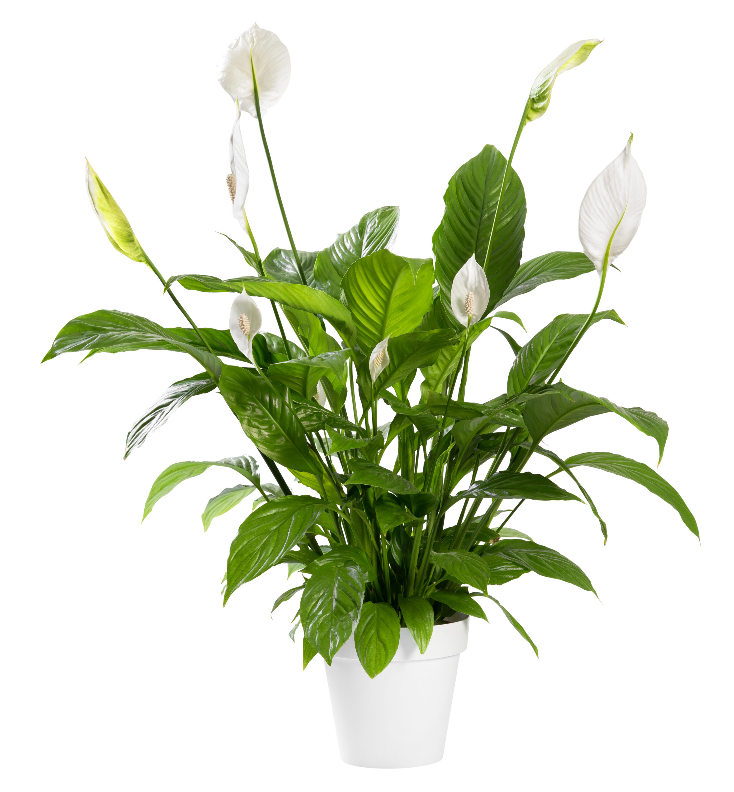 Send a Peace Lily or Spathiphyllum Plant to Spain | Botanic Flora