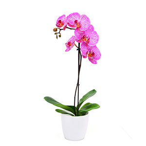Pink Phalaenopsis Orchids to Spain - Elegant Houseplant | Botanic Flora