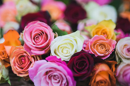 Variety of rose colours and the meaning of each one
