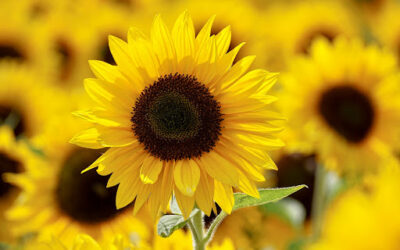 Significado de los girasoles y su gran historia