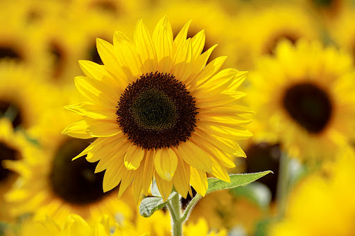 Significado de los girasoles y su gran historia