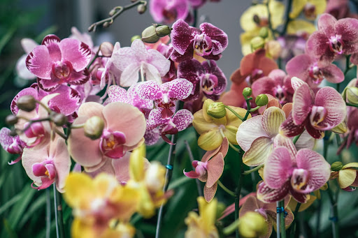 Entrega de plantas de orquídeas: un regalo elegante