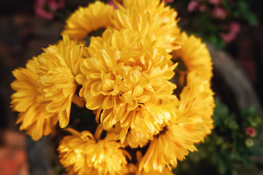 ¿Cuál es el significado de los ramos de flores amarillas?