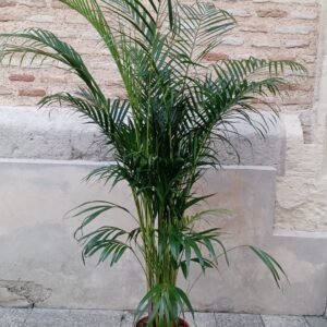 Areca Palm