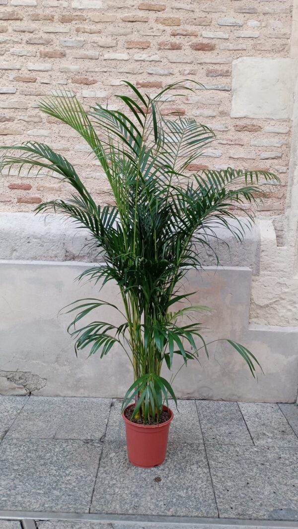 Palmera Areca