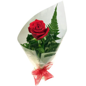11 Rosas envueltas individualmente