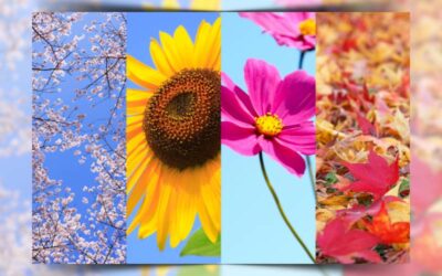 Seasonal Flowers: The Best Bouquets for Each Season