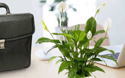 The Best Flowers to Decorate Your Office